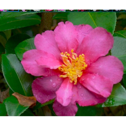 Camellia Roseanne x 1 Plant Deep Pink Semi Double Peony Flowering Garden Plants Shade sasanqua Roseann Rose Ann Sun Tolerant Courtyard Balcony 